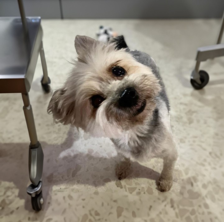 Ladeo de cabeza o “head tilt” hacia el lado derecho. Paciente con síndrome vestibular periférico derecho secundario a síndrome vestibular idiopático. El “head tilt” será ipsilateral a la lesión en pacientes con síndrome vestibular periférico (afectación del oído interno y/o porción vestibular del nervio vestibulococlear, PC VIII). Será también ipsilateral en pacientes con síndrome vestibular central (afectación de los núcleos vestibulares), pero será contralateral a la lesión en pacientes con síndrome vestibular paradójico (afectación cerebelar).