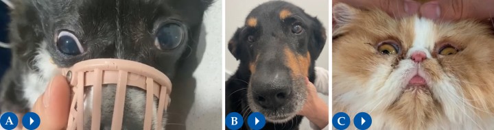 Nistagmo patológico. (A) Nistagmo horizontal con fase rápida a la derecha. (B) Nistagmo horizontal con fase rápida a la izquierda. (C) Nistagmo vertical. La presencia de nistagmo patológico es una característica habitual en pacientes con afectación del sistema vestibular. Se caracteriza por un movimiento involuntario de los ojos que se presenta con una fase lenta inicial seguida de una fase rápida. Se nombrará según la dirección de la fase rápida. Se clasificará según la dirección en horizontal, vertical o rotatorio, y si es espontáneo o posicional (si hay que forzar la postura del paciente para detectarlo, habitualmente levantando la cabeza o colocándolo en decúbito supino). Pacientes con afectación del sistema vestibular, ya sea central o periférico, podrán presentar nistagmo horizontal o rotatorio; mientras que el nistagmo vertical o cambiante suele estar asociado con lesiones que afectan al sistema vestibular central.