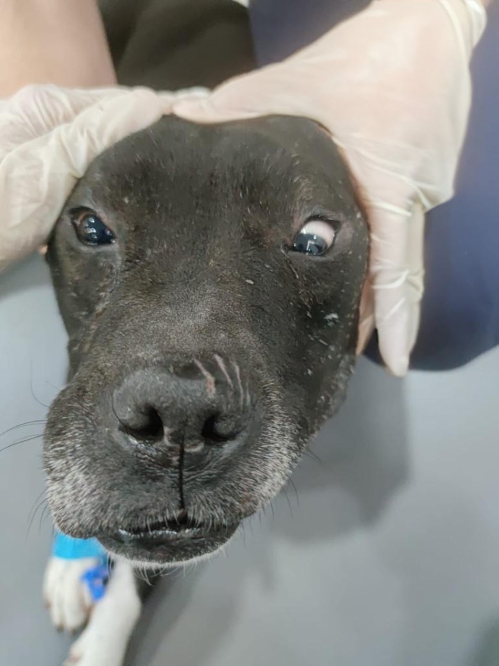 Estrabismo ventral del ojo izquierdo. La presencia de estrabismo posicional es también habitual en pacientes con afectación del sistema vestibular. Para evaluar la presencia de este tipo de estrabismo, la cabeza se eleva y el cuello se extiende, por lo que la posición del globo ocular debe seguir el movimiento de la cabeza. Con la cabeza elevada, el estrabismo posicional debido a la disfunción vestibular es siempre ventral, ya que el globo ocular no puede seguir el movimiento de la cabeza.