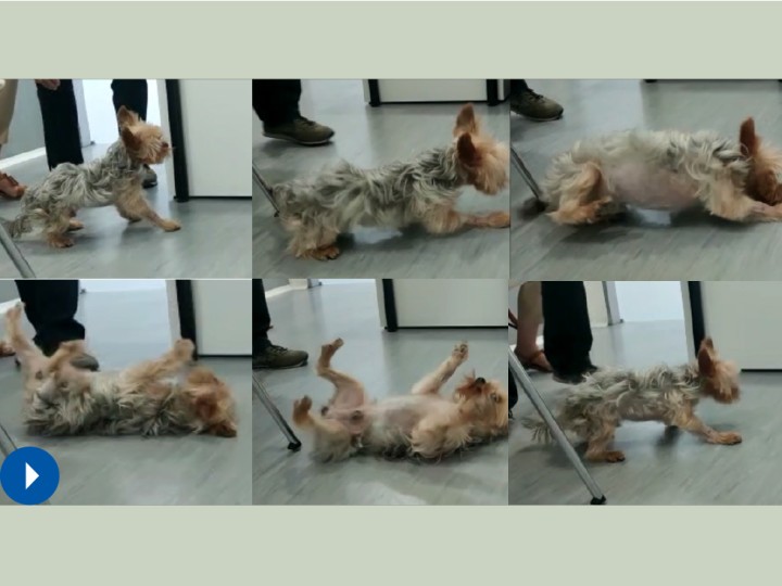 Episodio de “rolling” hacia el lado derecho. El “rolling” tiene lugar cuando la incoordinación es tan acusada que provoca que el paciente gire sobre sí mismo. Suelen ser giros ipsilaterales a la lesión, en ocasiones impidiendo la marcha y siendo necesaria la contención de paciente para evitar que giren constantemente y se lesionen.