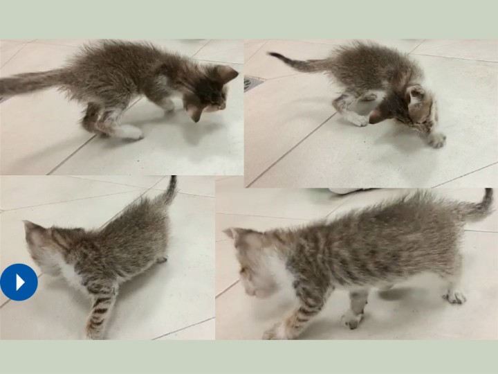 “Circling” de base estrecha hacia la derecha. Gato de 2 meses con “circling” en círculos de base estrecha hacia la derecha como consecuencia de un síndrome vestibular periférico derecho secundario a otitis interna derecha. En este paciente también se puede observar el ladeo de cabeza o “head tilt” hacia la derecha. Tanto el “circling” como el “head tilt” son ipsilaterales a la lesión.