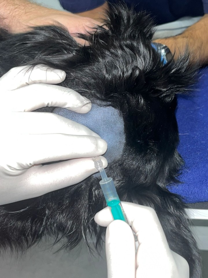 Extracción de líquido cefalorraquídeo. El líquido cefalorraquídeo (LCR) puede ser extraído mediante punción en el espacio subaracnoideo de la cisterna cerebellomedullaris o mediante punción en el espacio subaracnoideo lumbar (entre L5-L6). El análisis del LCR aporta información importante en pacientes con afectación del sistema nervioso central. Es una prueba altamente sensible para diferenciar principalmente problemas inflamatorios e infecciosos y, en algunos casos, es posible detectar células tumorales. Es importante que el procedimiento lo lleve a cabo personal cualificado, con el paciente bajo anestesia general y que se informe al propietario de los posibles riesgos asociados.