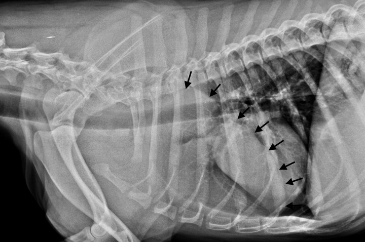 Radiografía laterolateral derecha de tórax. En la región ventral del mediastino craneal se evidencia una opacidad ovalada con densidad de tejidos blandos, que se extiende cranealmente hasta la primera costilla y caudalmente hasta el sexto espacio intercostal, desplazando caudalmente el corazón.&nbsp;Dorsalmente, la lesión se extiende ventral a las 4 primeras vértebras torácicas (flechas negras).
