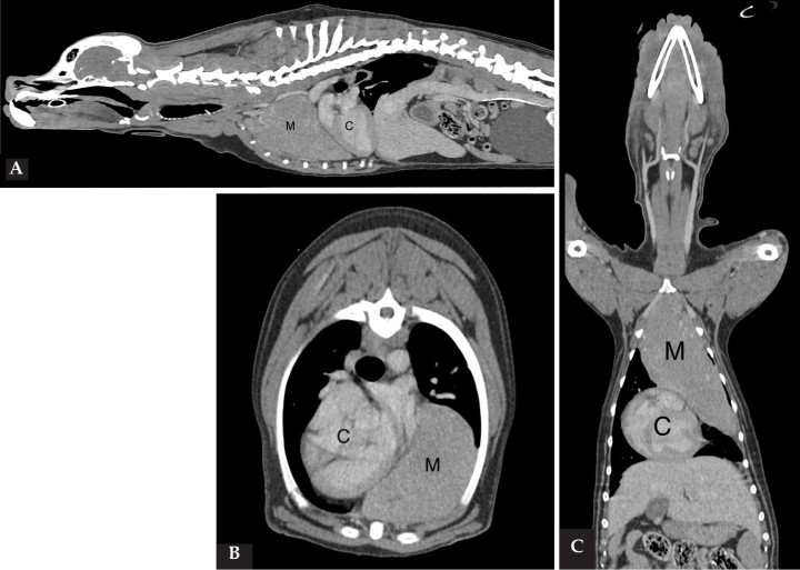 Imágenes de TC postcontraste en ventana de tejido blando de la masa en mediastino craneal, extendiéndose hacia el lado izquierdo del tórax. (A) Plano sagital. (B) Plano axial. (C) Plano coronal. Nótese el corazón desplazado en dirección caudal y hacia el lado derecho. M: masa; C: corazón.