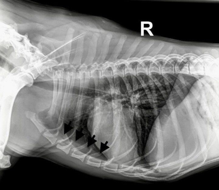 Radiografía laterolateral derecha de tórax de control 15 días después de iniciado el tratamiento médico. En la región ventral del mediastino craneal se evidencia una opacidad ovalada de partes blandas, que se extiende cranealmente hasta la primera costilla y caudalmente hasta el 5 espacio intercostal. Nótese la considerable reducción de tamaño de la masa (flechas negras).