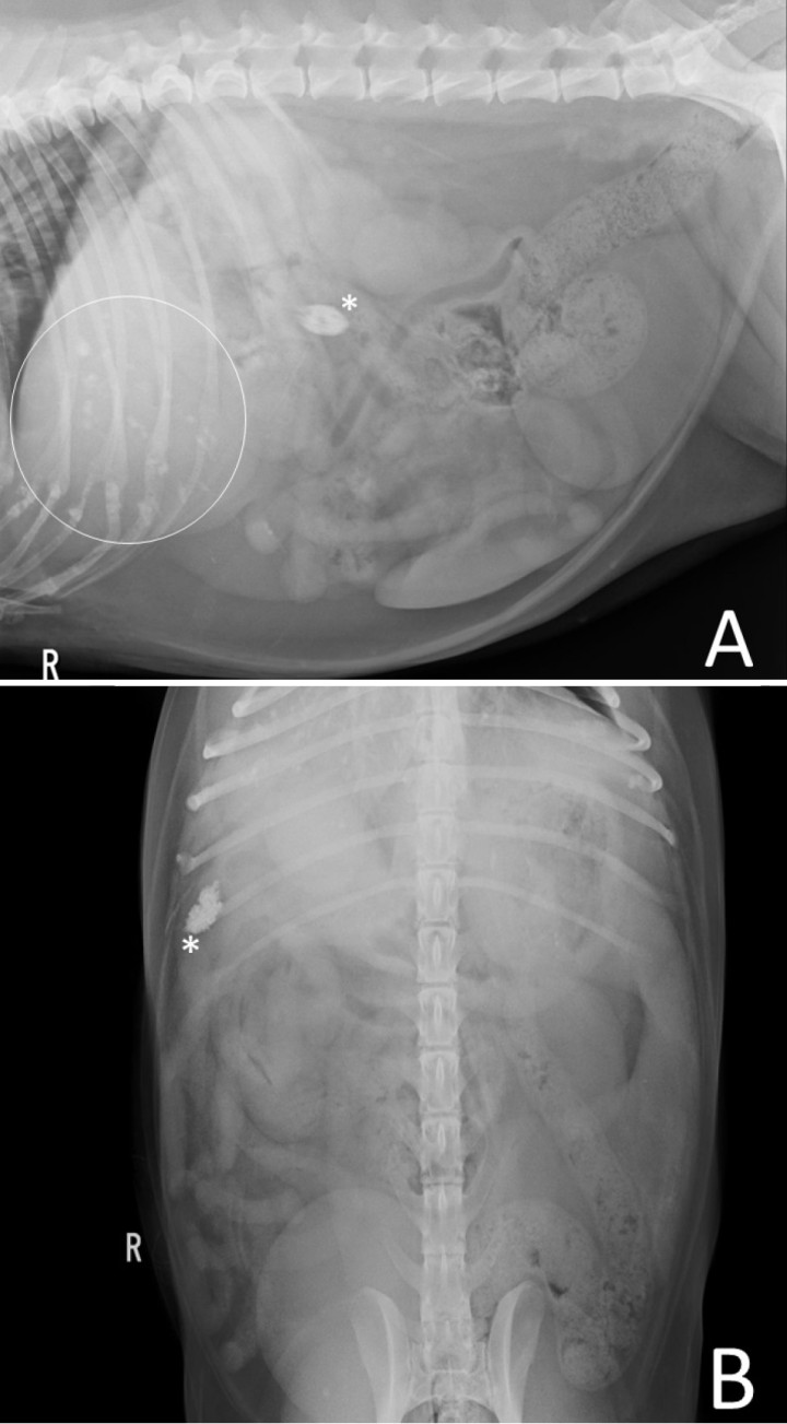 <p>Estudio radiográfico de abdomen con proyección lateral derecha (<strong>A</strong>) donde se identifican múltiples estructuras de opacidad mineral (círculo blanco) en la región de la silueta hepática y una estructura de la misma opacidad con morfología ovalada y bordes irregulares y especulados situada en el abdomen craneal derecho (*), como se observa también en la proyección ventrodorsal (<strong>B</strong>).</p>