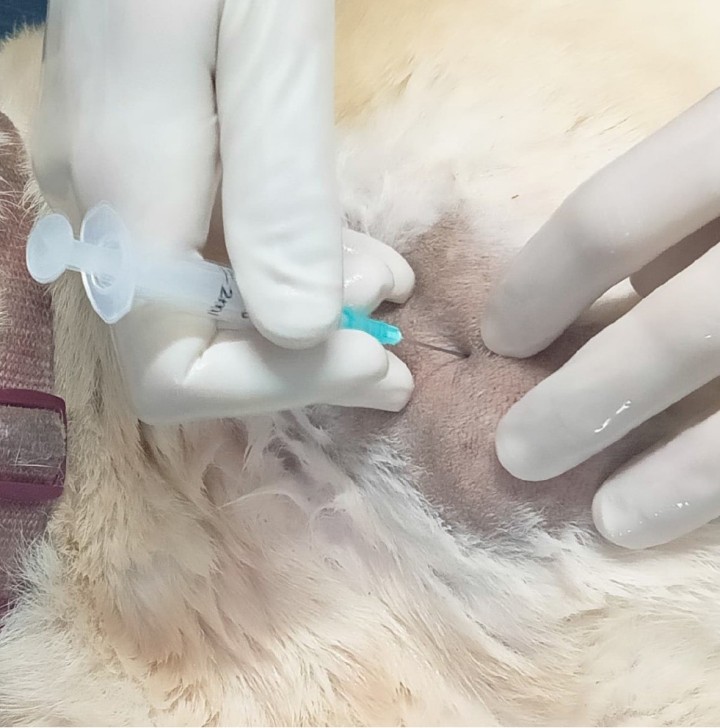 Acceso a la articulación del hombro. Para acceder a esta articulación, con el animal en decúbito lateral, se coloca la extremidad de interés en la parte superior. En la imagen, la cabeza del animal se encuentra a la izquierda y la zona dorsal en la parte superior de la imagen. La referencia anatómica para el acceso a la articulación es el acromion: la aguja se inserta entre el acromion y el tubérculo mayor del húmero, y se dirige de craneolateral a caudomedial y ligeramente hacia distal. Dependiendo del tamaño del animal podremos utilizar agujas de 21-23&nbsp;G, 1,5'' y jeringas de 2-5&nbsp;ml.