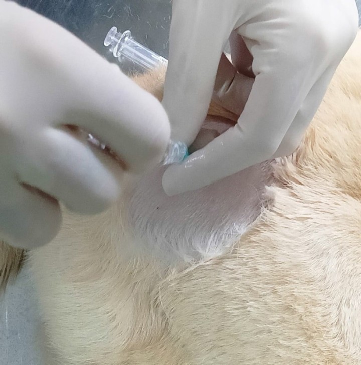 Acceso a la articulación de la cadera. Para acceder a la articulación se coloca al animal en decúbito lateral, con la extremidad de interés en la parte superior, paralela a la mesa y en posición neutra. En la imagen, la cabeza del animal se encuentra a la derecha y la parte del lomo en la zona superior. La aguja se inserta inmediatamente proximal al trocánter mayor del fémur, perpendicular al eje longitudinal de la extremidad. Puede dirigirse ligeramente ventral hasta entrar en la articulación. Dependiendo del tamaño del animal podemos utilizar agujas de 21 G, 2'' y jeringas de 2-5 ml o, en animales más grandes, se pueden utilizar catéteres espinales de 2,5-3''. En algunos casos, se puede aplicar tracción distal y rotación externa a la extremidad para abrir el espacio articular.