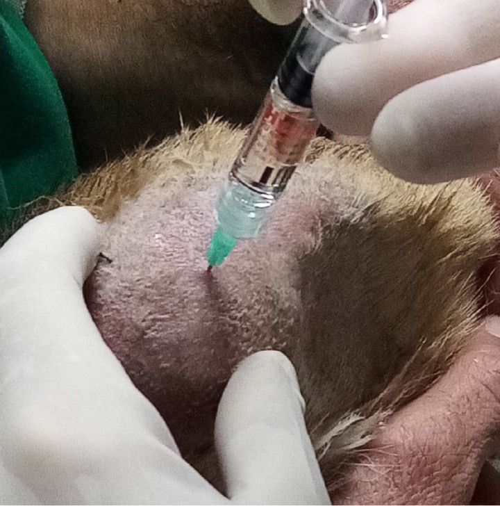 Acceso a la articulación de la rodilla. Para acceder a esta articulación, el animal se coloca en decúbito lateral, con la extremidad de interés en la parte superior, o con el animal en decúbito dorsal. La rodilla se flexiona 90° y la referencia anatómica para el acceso es el tendón rotuliano. El acceso puede ser lateral o medial al tendón, en un punto medio entre la rótula y la tuberosidad tibial. En la imagen, la porción distal de la extremidad se encuentra en la derecha y el acceso se realiza medialmente al tendón rotuliano. Generalmente, se recomienda dirigir la aguja hacia el centro del espacio intercondilar, paralelo a la meseta tibial. Sin embargo, este enfoque significa que la punta de la aguja puede alojarse en la grasa infrapatelar, lo que imposibilitaría recolectar líquido sinovial y confirmar la posición adecuada. Alternativamente, se podría dirigir la aguja proximalmente hacia el cóndilo femoral, pero es importante evitar lesionar el cartílago articular. Dependiendo del tamaño del animal podremos utilizar agujas de 21-23&nbsp;G, 1,5'' y jeringas de 2-5&nbsp;ml.