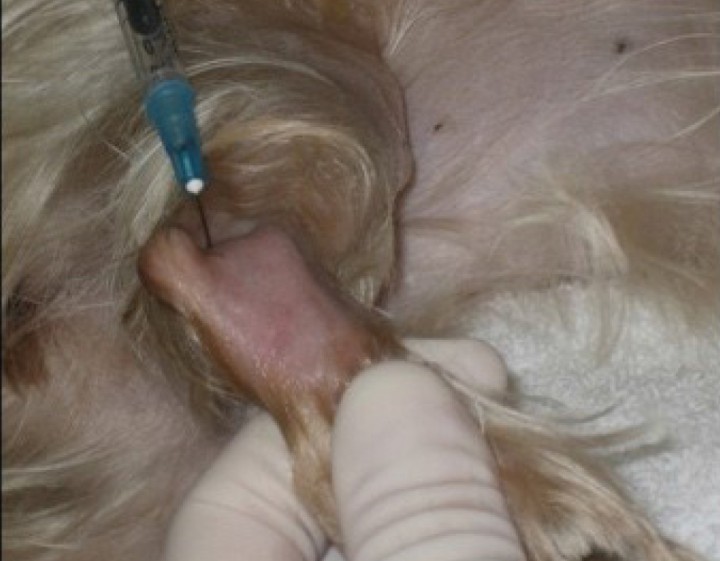 Acceso a la articulación del tarso. Para acceder a la articulación, con el animal en decúbito lateral, se coloca la extremidad de interés en la parte superior. En algunos casos, puede resultar útil colocar la articulación en máxima flexión (acceso caudal) o extensión (acceso craneal). El acceso a la articulación puede realizarse craneal o caudalmente. Cranealmente la aguja se inserta proximolateral al borde de la tróclea y distal a la tibia y se dirige medialmente. Alternativamente, el acceso puede realizarse plantarolateral o caudolateral, entre la parte distal de la tibia y la tróclea, medialmente al maléolo lateral. Dependiendo del tamaño del animal podremos utilizar agujas de 21-23&nbsp;G, 1,5'' y jeringas de 2-5&nbsp;ml.