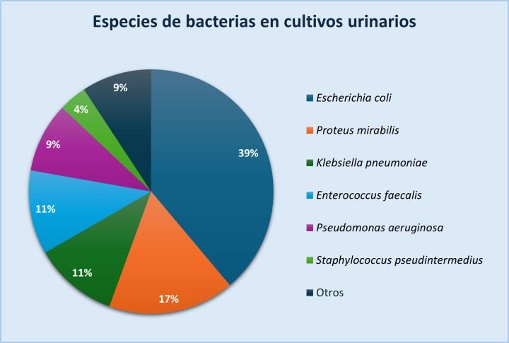 Esquema representativo de las principales especies de bacterias aisladas en cultivos urinarios y la frecuencia de crecimiento total (incluidos los cultivos con coinfecciones).