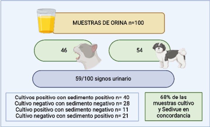 Esquema representativo de los resultados del estudio: número de muestras de orina obtenidas por cada especie, proporción de casos con signos clínicos de vías urinarias inferiores y concordancia entre los resultados de SediVue Dx y cultivos de orina.