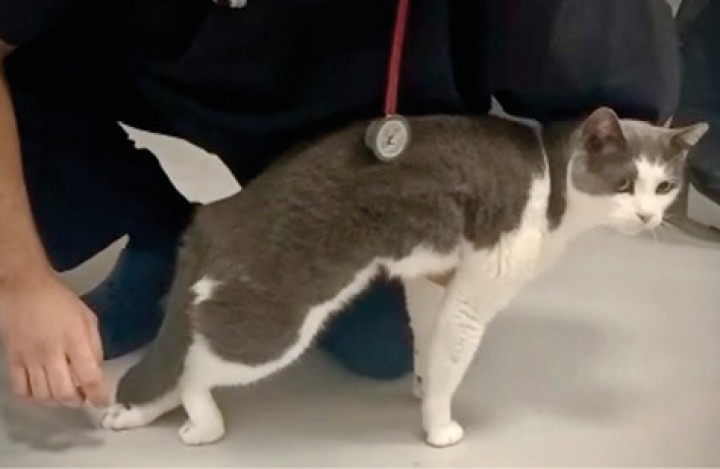 <p>Gato común europeo macho castrado de 7 años con pérdida del tono muscular de la cola y ausencia de propiocepción en ambas extremidades pélvicas.</p>