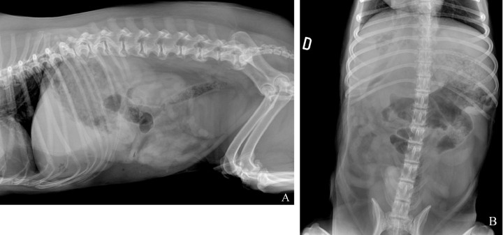 <p>Radiografías de abdomen de un perro mestizo de 12 años en proyección lateral izquierda (<strong>A</strong>) y proyección ventrodorsal (<strong>B</strong>).</p>