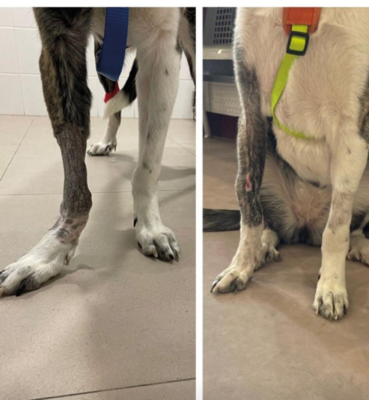 Imágenes del animal antes y después de la corrección definitiva.