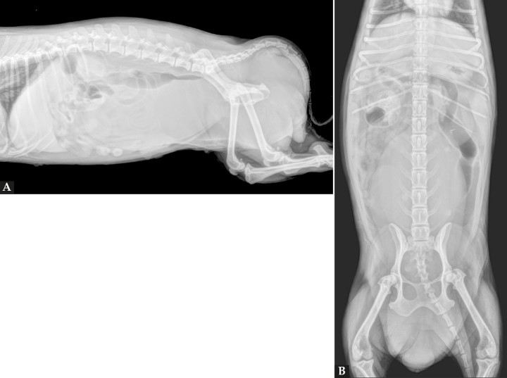 <p>Radiografías de la cavidad abdominal de una perra mestiza de 15 años de edad. (<strong>A</strong>) Radiografía lateral derecha. (<strong>B</strong>) Radiografía ventrodorsal.</p>