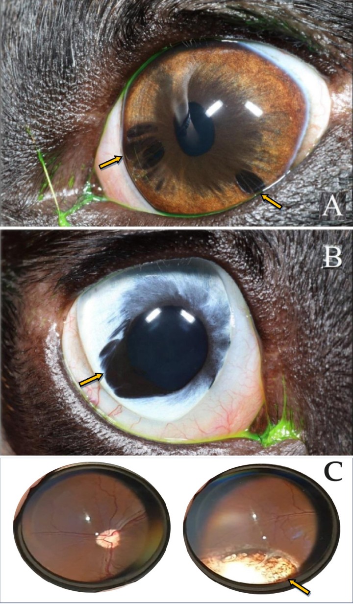 <p>(<strong>A</strong>) Ojo izquierdo microftálmico con hipoplasia de iris a las 8:00 h y a las 3:00 h (véase flechas). (<strong>B</strong>) Ojo derecho microftálmico con hipoplasia de iris a las 8:00 h, y membrana pupilar persistente a las 8:00 h en el ojo derecho (véase flecha). (<strong>C</strong>) Detalle del fondo de ojo izquierdo; se observa una ausencia de <em>tapetum</em> y un coloboma en retina/coroides a las 2:00 h (véase flecha).</p>
