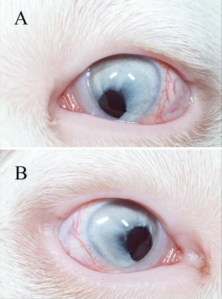 <p>(<strong>A</strong>) Ojo izquierdo. (<strong>B</strong>) Ojo derecho. Ambos ojos presentan microftalmia y opacidades multifocales en el epitelio corneal en zona axial (no se observa detalladamente en la foto). A nivel del iris se observa corectopia bilateral.</p>