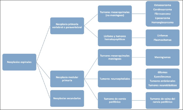 Clasificación de los tumores espinales en función del tejido de origen.