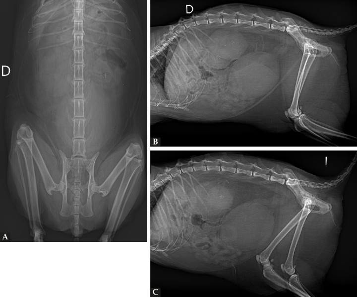 Radiografías de abdomen. (A) Radiografía ventrodorsal. (B) Radiografía lateral derecha. (C) Radiografía lateral izquierda. D: derecha; I: izquierda.