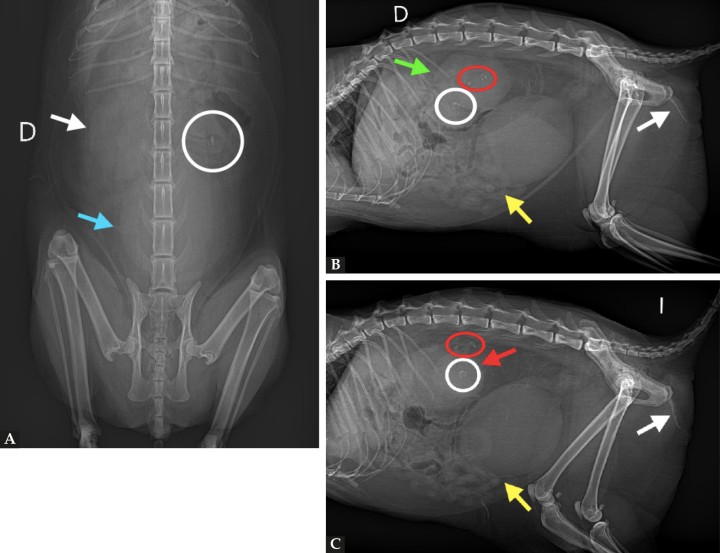 Mismas radiografías que en la Figura 1. En la radiografía ventrodorsal de abdomen (A) se observa distensión marcada de la vejiga de la orina (flecha azul), un aumento moderado del tamaño renal derecho (flecha blanca) y la presencia de mineralizaciones en proyección renal izquierda (círculo blanco). En las proyecciones laterales (B y C) se observa una distensión marcada de la vejiga de la orina con desplazamiento craneal y ventral del paquete intestinal (flechas amarillas). Además, se aprecia un aumento marcado del tamaño renal derecho (flecha verde) y mineralizaciones en proyección renal (círculos blancos) y ureteral (círculos rojos). El riñón izquierdo presenta bordes irregulares y tamaño dentro de la normalidad (flecha roja). La uretra distal contiene abundante material mineral en su interior (flechas blancas).