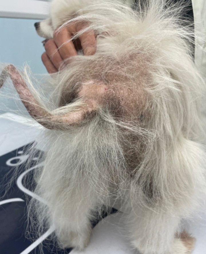 Alopecia X en un pomerania.&nbsp;La alopecia X es una enfermedad no inflamatoria, progresiva, que afecta a tronco y respeta cabeza y región distal de las extremidades, que aparece como consecuencia de una parada en el ciclo folicular. Se ha descrito principalmente en razas de pelo lanoso como el pomerania y existe una influencia genética en la enfermedad. El cuadro clínico puede desarrollarse ya desde edades tempranas y es más común en machos que en hembras. Es fundamental descartar enfermedades hormonales que puedan dar lugar a secuestros foliculares con una presentación clínica e histopatológica similar, como el hipotiroidismo. Se han propuesto diversas terapias, como el uso de melatonina, o tratamientos hormonales, como la deslorelina.