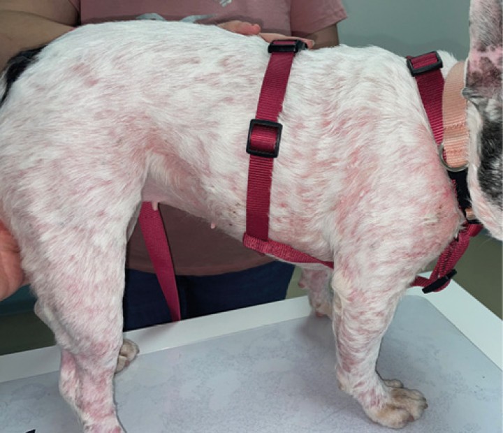 Linfoma epiteliotrópico canino.&nbsp;El linfoma cutáneo es una neoplasia relativamente poco frecuente en el perro. Generalmente, se reconocen dos tipos, el linfoma cutáneo no epiteliotrópico y el epiteliotrópico, siendo este último el más común en el perro. En la forma epiteliotrópica, el infiltrado de células neoplásicas tiene tropismo por epitelios (epidermis, epitelio folicular y glándulas sudoríparas), dando lugar a un cuadro de prurito, eritema, descamación y alopecia. Principalmente en etapas tempranas de la enfermedad, el aspecto clínico puede recordar a cuadros de foliculitis bacterianas o fúngicas, por lo que el estudio citológico e histopatológico es fundamental en estos casos, ya que el abordaje terapéutico y el pronóstico son radicalmente diferentes.