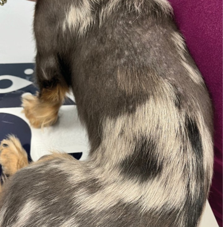 Displasia folicular ligada al color negro.La transmisión del pigmento desde los melanocitos a los queratinocitos del epitelio folicular y tallo piloso es un proceso complejo en el que están implicados múltiples factores. Las modificaciones en alguno de ellos dan lugar a cuadros de displasias foliculares, como es el caso de las alteraciones en la melanofilina, fundamental para una correcta función de los melanosomas. En muchos casos estas alteraciones están condicionadas genéticamente, con una herencia autosómica recesiva. Como la transmisión del pigmento no se hace adecuadamente, se acumulan grandes agregados de melanina en el tallo piloso, que acaba deformándolo y haciéndolo inviable. Es curioso ver cómo los perros afectados conservan el pelo blanco intacto, como se observa en la imagen.