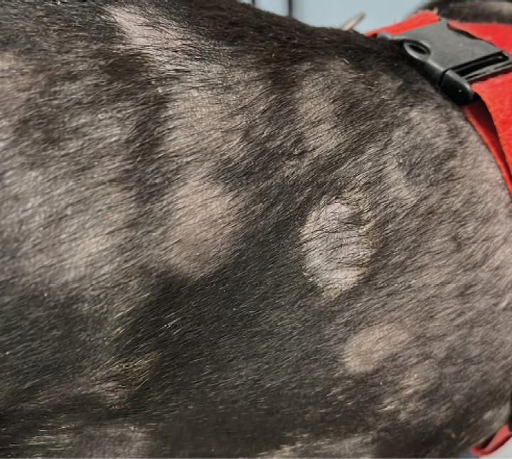 Alopecia multifocal como consecuencia de una foliculitis bacteriana en un perro alérgico.Los cuadros de alopecia multifocal en el perro son comunes en la clínica dermatológica diaria, y las principales causas son los procesos inflamatorios/infecciosos del folículo. Así, el diagnóstico diferencial inicial que debemos tener en mente en todos los casos de alopecia multifocal en el perro son las foliculitis de origen bacteriano, fúngico o secundarias al sobrecrecimiento de&nbsp;Demodex&nbsp;spp. En todas ellas, el cuadro clínico es similar y fácilmente confundible (alopecia circular con dermatosis descamativa de gravedad variable (collarete epidérmico)), por lo que el diagnóstico pasa por realizar pruebas laboratoriales específicas, como citología (foliculitis bacteriana), examen microscópico del pelo (demodicosis) o cultivo fúngico (dermatofitosis).