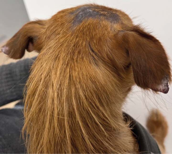 Alopecia no inflamatoria como consecuencia de una dermatopatía isquémica.&nbsp;Una correcta irrigación sanguínea del folículo es fundamental para su buen funcionamiento. Aquellos procesos en los que el aporte sanguíneo y, por tanto, de nutrientes y oxígeno sea inadecuado darán lugar a la parada del ciclo folicular y la posterior atrofia del folículo. Como puede verse en la imagen, en pacientes con vasculitis/vasculopatías secundarias al depósito de inmunocomplejos durante el curso de enfermedades infecciosas como la leishmaniosis, es común observar alopecias cicatriciales, con hiperpigmentación, no inflamatorias desde un punto de vista clínico. Es habitual que se encuentren afectados la cabeza y los extremos corporales, como la punta de las orejas.