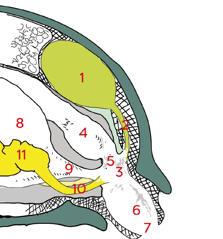 Esquema de la anatomía del celoma caudal en un quelonio. Modificado de Medicine and surgery of tortoises and turtles.<sup>3</sup> 1: riñón; 2: uréter; 3: urodeo; 4: recto; 5: coprodeo; 6: proctodeo; 7: abertura cloacal; 8: vejiga; 9: uretra; 10: ductos genitales; 11: gónada.