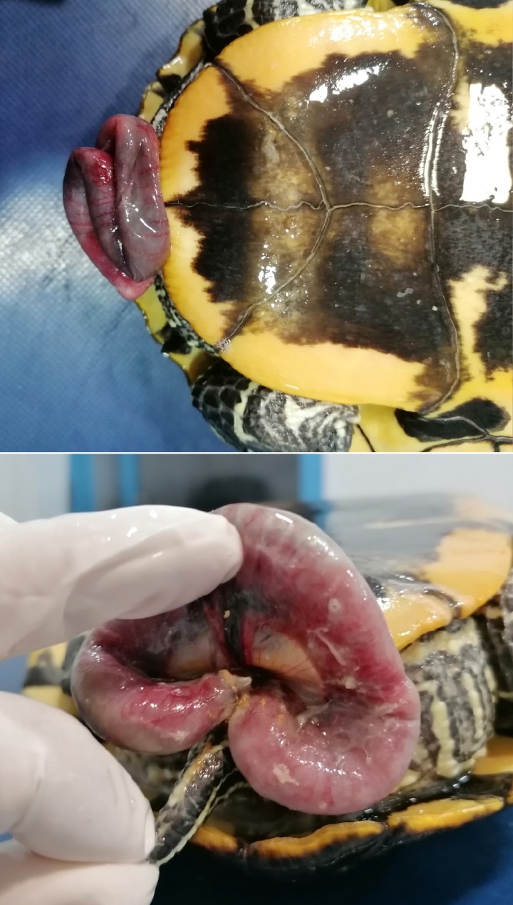 Detalle de asa intestinal exteriorizada a través de la cloaca.