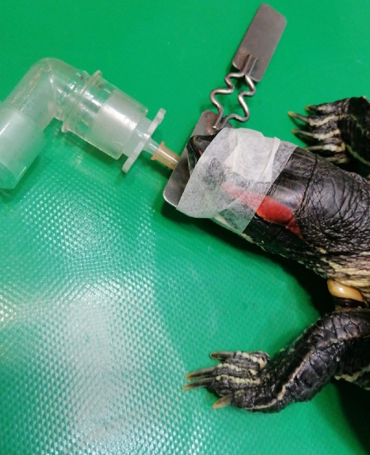 El animal intubado tras la inducción anestésica.