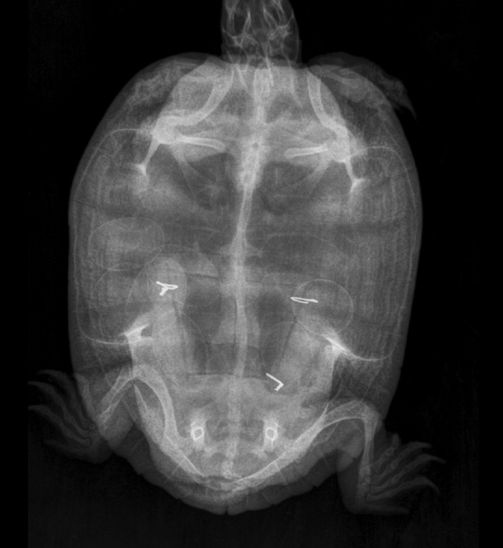 Radiografía dorsoventral a los 8 meses de la cirugía con presencia de estructuras ovoides con radiodensidad mineral compatibles con huevos.
