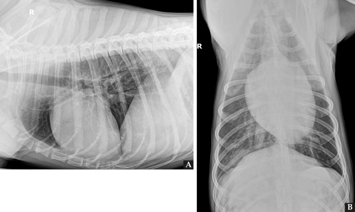 <p>Radiografías de tórax de la paciente en proyección lateral derecha (<strong>A</strong>) y ventrodorsal (<strong>B</strong>). Fallo en la técnica: Presencia de la letra indicativa del decúbito en superposición con la paciente.</p>