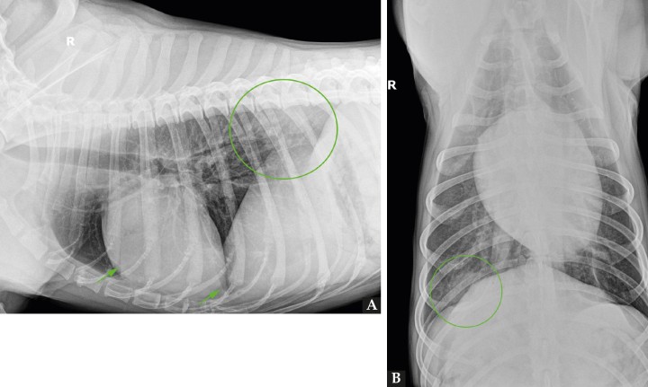 <p>Mismas radiografías que Figura 1. (<strong>A</strong>) Radiografía de tórax en proyección latero-lateral derecha; resaltado se observa un patrón intersticial no estructurado a nivel caudodorsal (círculo) que impide la correcta visualización del pilar diafragmático derecho. Además, se evidencia la presencia de fisuras pleurales (flechas). (<strong>B</strong>): Radiografía de tórax en proyección ventrodorsal; resaltado se evidencia un patrón estructurado de tipo nodular en la zona de proyección de la décima costilla (círculo).</p>