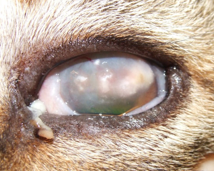 Queratitis eosinofílica. Apariencia irregular de la córnea con placas blanquecinas o rosadas que suelen tener un aspecto granulomatoso (llamadas cottage cheese deposits en inglés). Estas lesiones, que pueden sobresalir ligeramente de la superficie corneal, se localizan típicamente en el borde temporal de la córnea, menos comúnmente en el nasal, aunque pueden extenderse si no se tratan adecuadamente. La presencia de vascularización asociada puede variar, pero siempre suele estar presente.