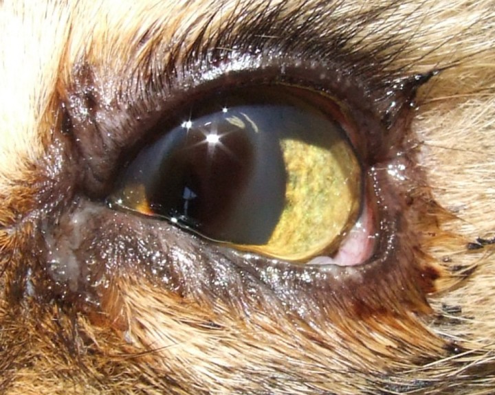 Secuestro corneal. Lesión bien delimitada, de color marrón oscuro a negro, que puede variar de profundidad. Esta área puede estar o no asociada con vascularización corneal de diferente intensidad y puede ir acompañada de blefaroespasmo y secreción ocular desde serosa hasta mucopurulenta. La superficie corneal puede verse irregular y, en casos más avanzados, el secuestro puede ulcerarse o protruir. Esta condición es más frecuente en razas braquicéfalas como el persa o el himalayo, y suele requerir tratamiento quirúrgico, como la queratectomía acompañada o no de injerto corneal.