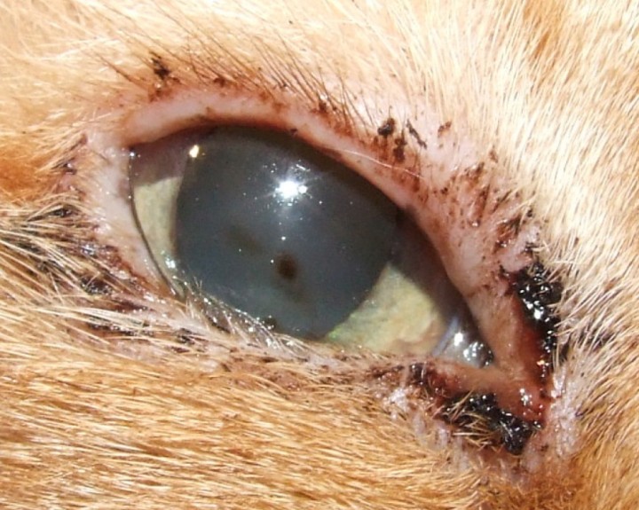 Secuestro corneal causado por entropion.&nbsp; Zona oscura marronácea, bien delimitada en el centro o zona paracentral. Esta lesión puede acompañarse de edema, vascularización corneal y posible ulceración. El entropion en gatos es a veces causado por enoftalmia, común en gatos geriátricos. Provoca el contacto una irritación constante en la córnea, lo que genera irritación crónica que desencadena el secuestro. Clínicamente, puede observarse blefaroespasmo y secreción marronácea.