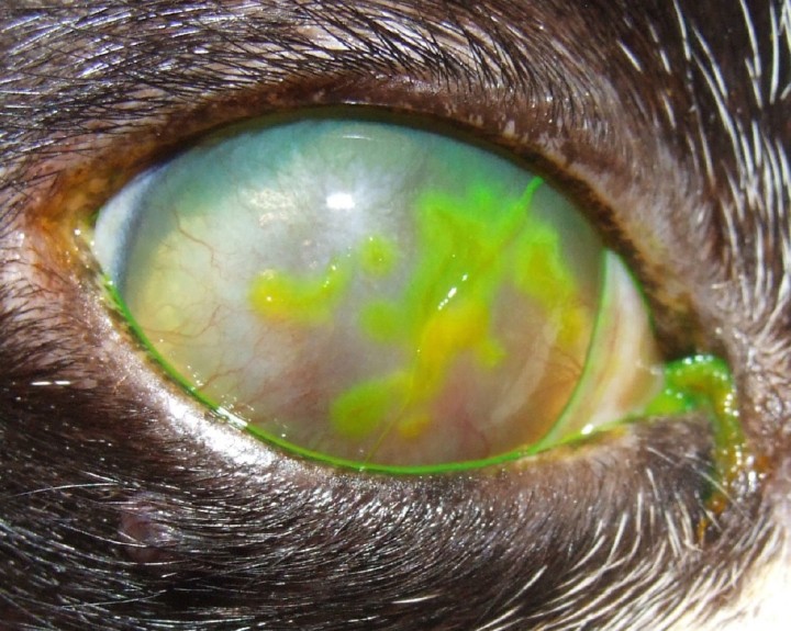 Úlcera corneal dendrítica. Presencia de lesiones superficiales, en forma de ramificaciones lineales, patognomónicas de infección por Herpesvirus Felino-1 (FHV-1). Estas úlceras suelen ser superficiales, dolorosas y se tiñen de forma brillante con fluoresceína o rosa de bengala. La córnea puede mostrar edema, opacidad y vascularización periférica. El ojo afectado puede presentar blefaroespasmo, secreción mucosa e hiperemia conjuntival y, en casos recurrentes, puede desembocar en la formación de un secuestro corneal.