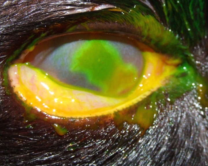 Úlcera corneal geográfica.&nbsp; Lesión superficial extensa, irregular y con bordes festoneados, que suele tener una forma geográfica. Esta úlcera es una progresión de las dendríticas, causada por la replicación viral activa en el epitelio corneal. La lesión se tiñe intensamente con fluoresceína y puede acompañarse de edema corneal, hiperemia conjuntival severa, blefaroespasmo y secreción mucosa o mucopurulenta. Es una lesión dolorosa y de evolución variable, típica en gatos con infección por FHV-1.