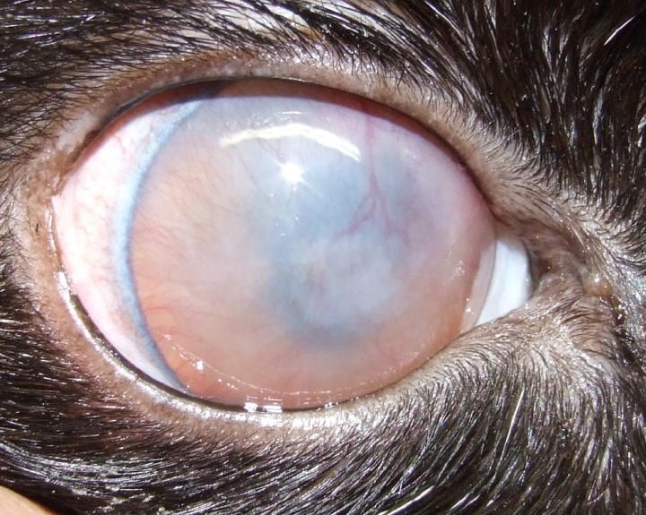 Queratitis estromal herpética.&nbsp; Córnea con opacidad blanquecina o grisácea difusa en el estroma, generalmente sin ulceración activa. Esta lesión es el resultado de una reacción inmunomediada crónica frente al FHV-1. Está asociada con vascularización corneal superficial o profunda, así como engrosamiento corneal. Clínicamente, el gato puede mostrar blefaroespasmo y secreción ocular moderada, aunque el dolor suele ser menos intenso que en las formas ulcerativas. Esta condición tiende a ser bilateral y recurrente.