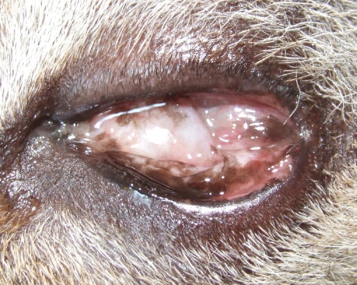 Simbléfaron. Córnea parcialmente cubierta por adherencias entre la conjuntiva y la córnea, que suelen ser secuela de infecciones graves por FHV-1, especialmente en gatos cachorros. Estas membranas cicatriciales pueden ser finas o gruesas, y limitar el movimiento del globo ocular y comprometer la distribución de la lágrima. La córnea puede presentar opacidades, vascularización y pigmentación secundaria a la exposición. El simbléfaron puede afectar la visión dependiendo de su extensión y localización.