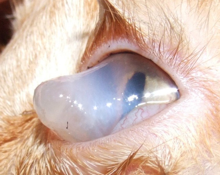 Hydrops. Córnea marcadamente opaca, edematosa y de aspecto azulado o blanquecino, debido a la entrada masiva de humor acuoso en el estroma posiblemente tras una ruptura de la membrana de Descemet. La superficie puede estar abombada y, en casos severos, la córnea puede presentar deformación severa impidiendo el parpadeo y distribución de lágrima. El ojo afectado suele mostrar dolor, blefaroespasmo, secreción mucosa o mucopurulenta y, en ocasiones, vascularización de la córnea. Es una condición grave que compromete la transparencia corneal y puede amenazar la visión si no se trata adecuadamente.