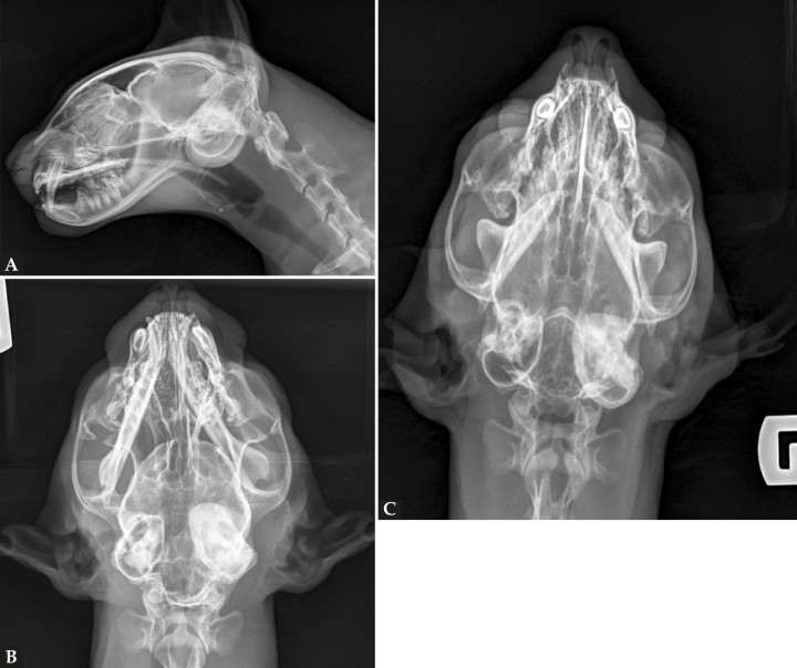 Radiografías de la cabeza de un gato maine coon de un año de edad. (A) Proyección lateral. (B) Proyección dorsoventral. (C) Rostro 10º ventro-dorsocaudal oblicua.