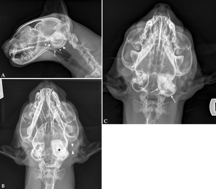 Mismas radiografías que en la Figura 1. (A) Proyección lateral en la que se aprecia aumento de la opacidad a nivel de las bullas timpánicas con engrosamiento de la pared ventral de una de las bullas (cabezas de flecha), nasofaringe con opacidad aire (asterisco) y paladar blando con grosor y posición normal (flecha). (B) Proyección dorsoventral en la que se identifica que la bulla timpánica afectada es la izquierda, aumentada de opacidad y con engrosamiento y esclerosis de sus paredes (asterisco). Además, el conducto auditivo externo izquierdo se encuentra obliterado, con opacidad tejido blando, sin presencia de gas en su interior (cabezas de flecha). (C) Proyección rostro 10º ventro-dorsocaudal oblicua con boca cerrada en la que se aprecia con mayor claridad el compartimento ventromedial de las bullas y sus paredes (flechas).