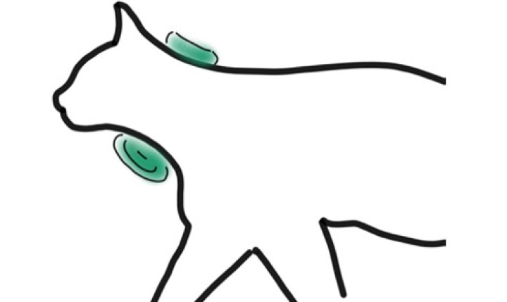 Se posiciona a la paciente en decúbito lateral derecho y se le coloca un paño debajo del cuello para elevar el lado izquierdo del cuello y así facilitar la exposición de la glándula mandibular izquierda.