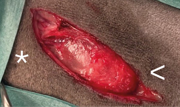 Se realiza compresión de la vena yugular para identificar su bifurcación y se procede a la incisión horizontal desde el borde caudal de la rama mandibular izquierda ( * ) hasta sobrepasar la masa en su aspecto caudal ( <).