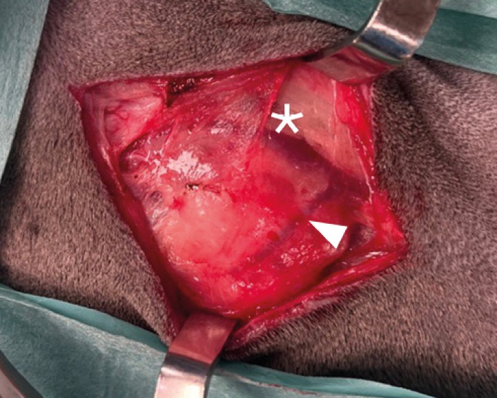 se la ramificación de la vena yugular externa en la rama maxilar ( * ) y la rama linguofacial (<); entre ambas ramas se aprecia la glándula salivar mandibular cubierta por su cápsula. Podemos ayudarnos con retractores de Senn Miller para la exposición y fácil disección de los tejidos.