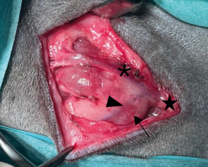 Disección roma de las ramas maxilar ( * ) y linguofacial ( > ) por el aspecto lateral de la glándula mandibular y de la vena yugular externa (estrella) en el aspecto caudal de dicha glándula y linfonodos mandibular (flecha) y retrofaríngeo medial. Ante la sospecha de neoplasia de glándula salivar se realiza excisión del linfonodo para estadiaje.